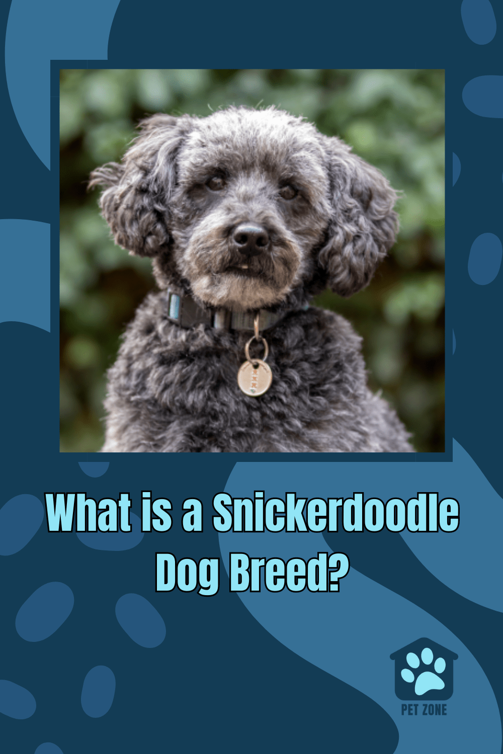 What is a Snickerdoodle Dog Breed?