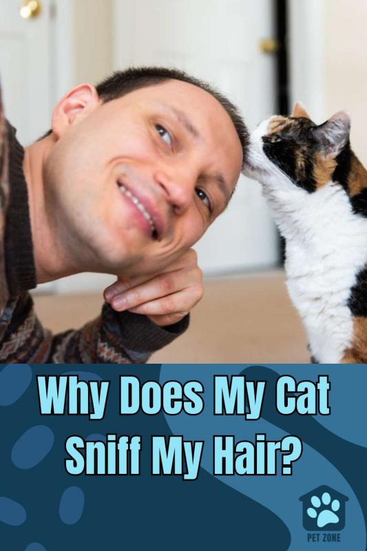 Why Does My Cat Sniff My Hair?