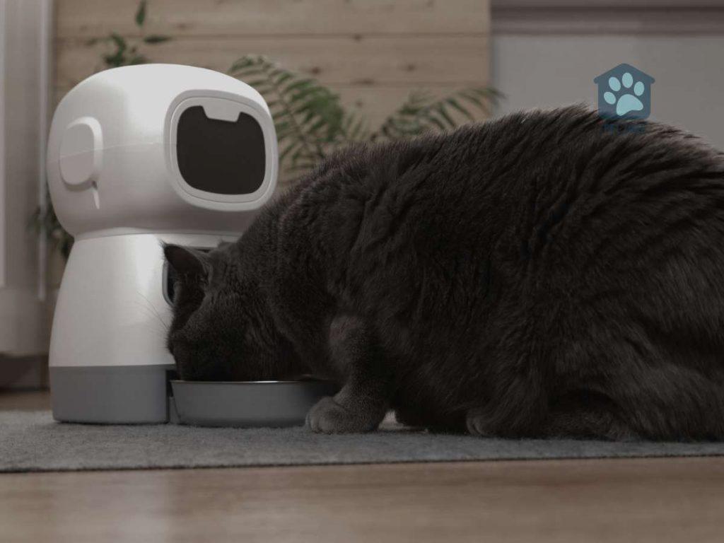 cat eating from automatic feeder