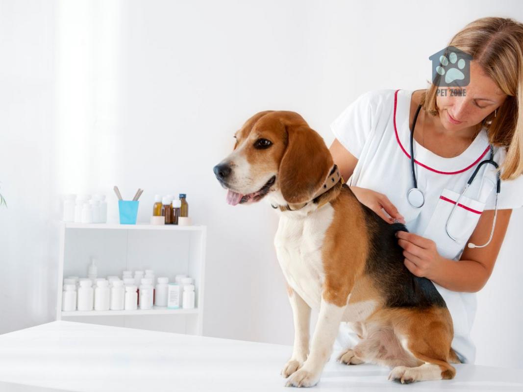 beagle receiving shot from vet
