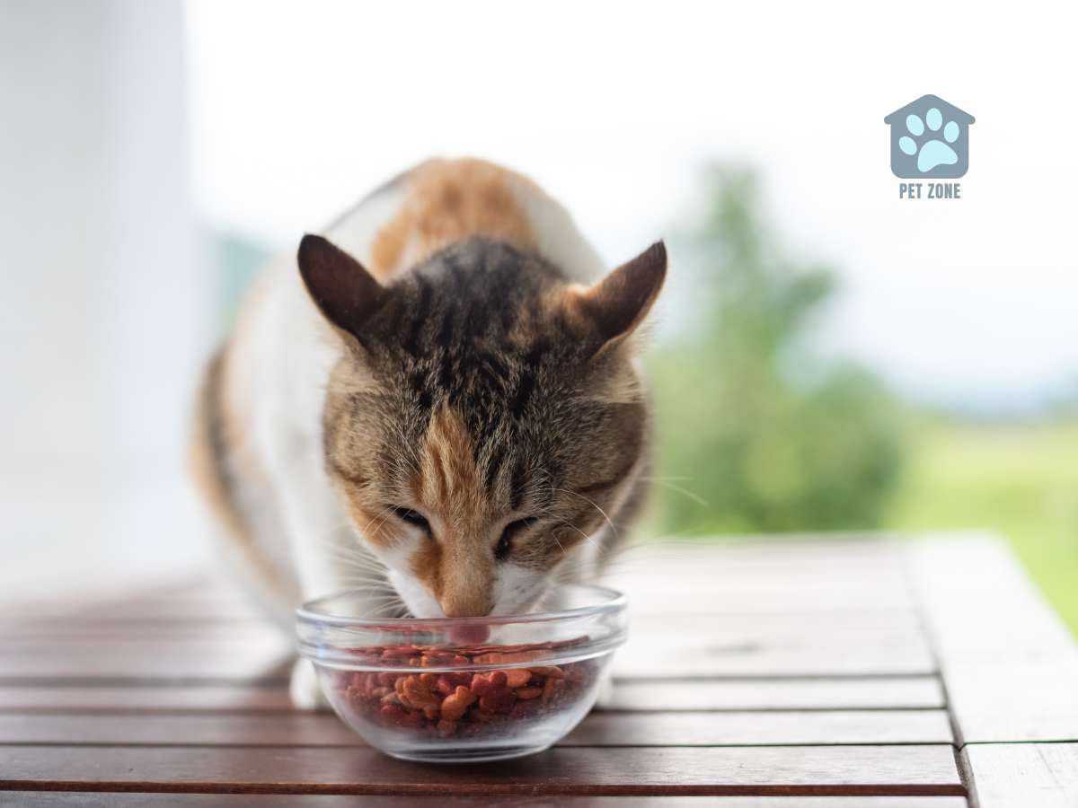 cat eating kibble from bowl