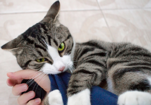 Why Does My Cat Hug My Arm and Bite Me?