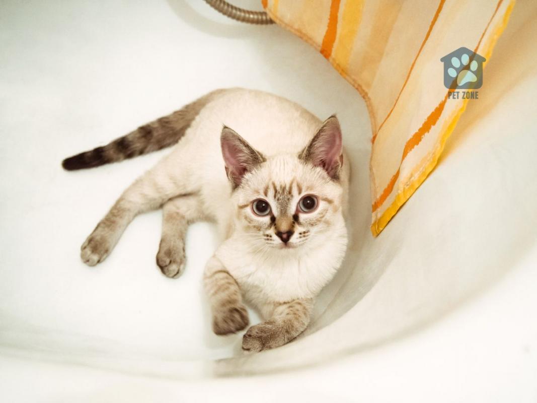 cat laying in the bathtub