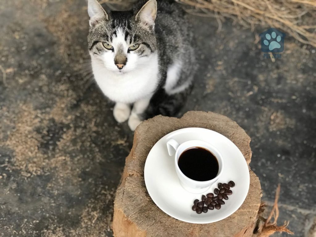 cat sitting near cup of coffee