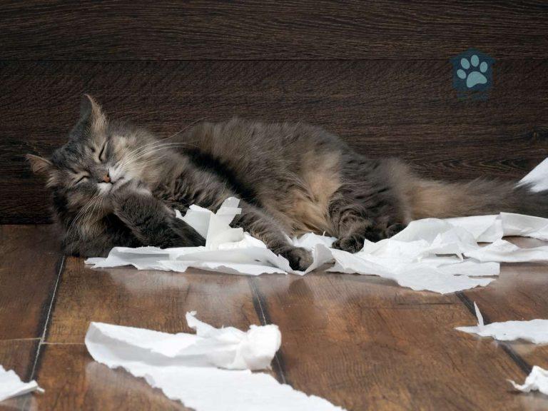 Why Does My Cat Eat Toilet Paper?