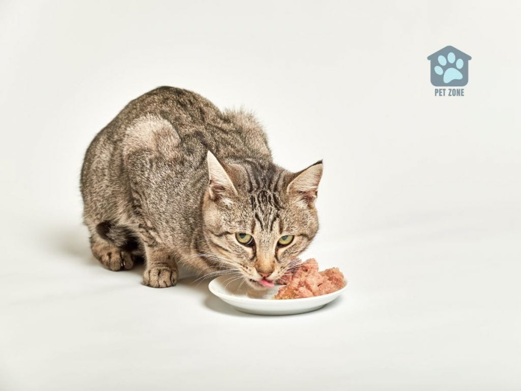 cat licking food from plate