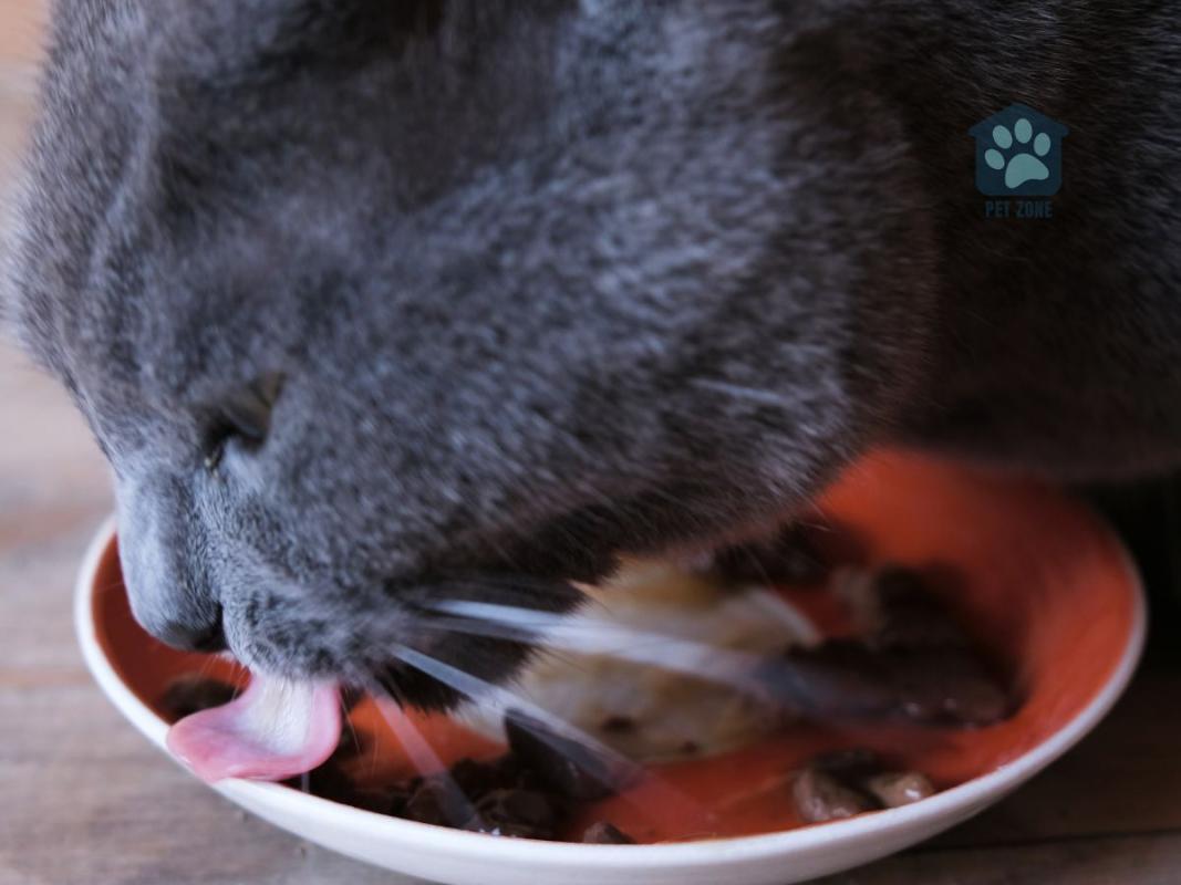 cat licking wet food from dish