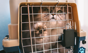 Can You Leave Your Cat in a Carrier Overnight?