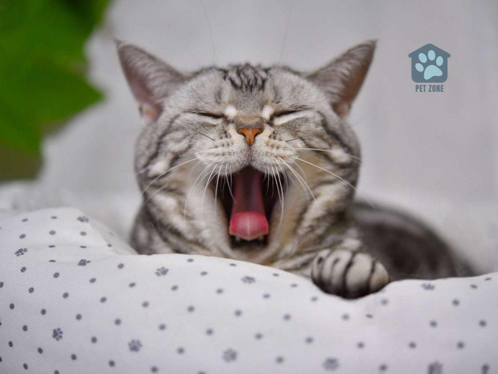 cat laying on cat bed yawning