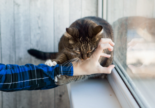cat on window sill hugging and biting owner's arm