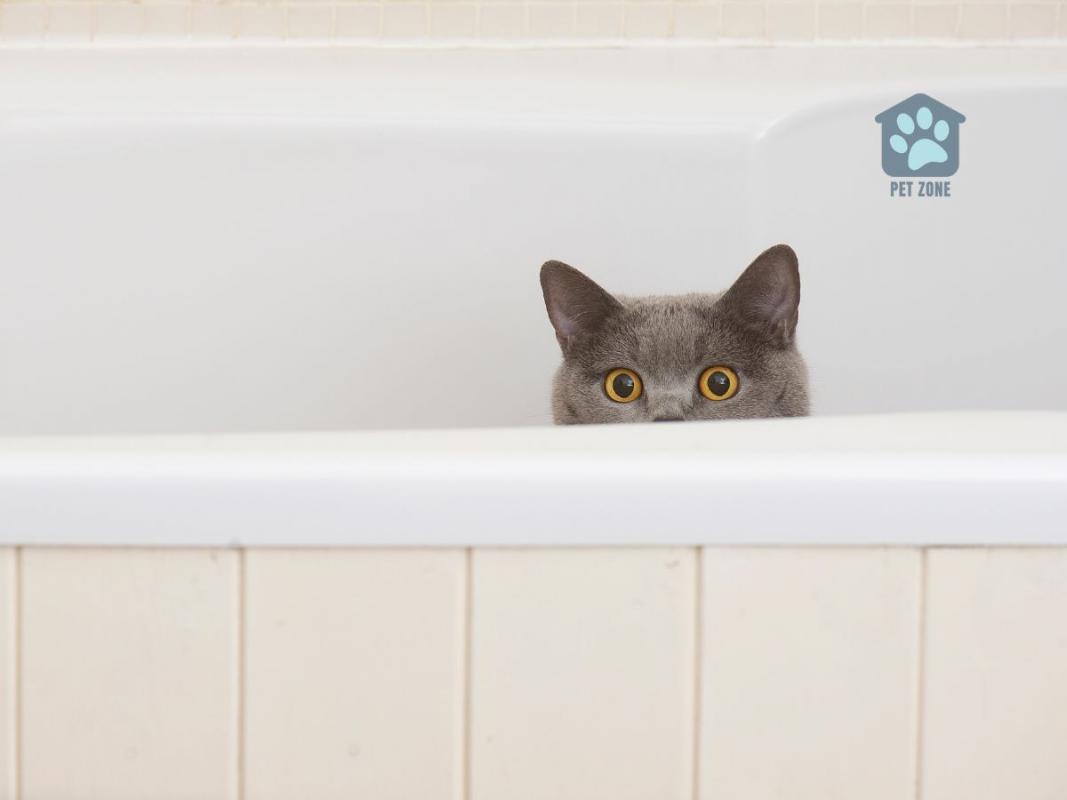 cat peeking out of bathtub