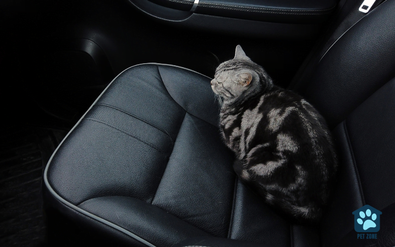 cat sitting on car seat