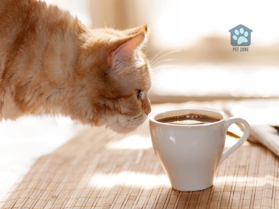 cat sniffing cup of coffee