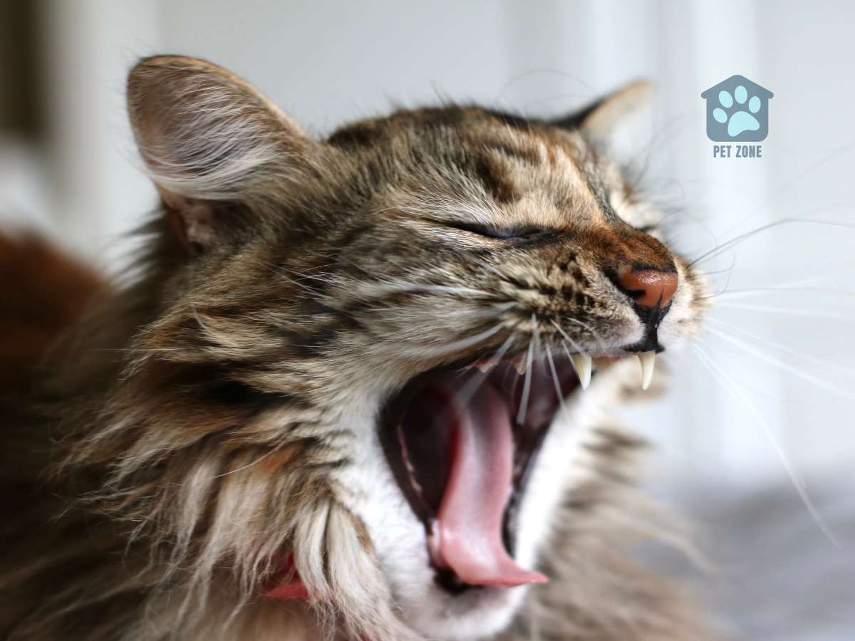 cat letting out big yawn