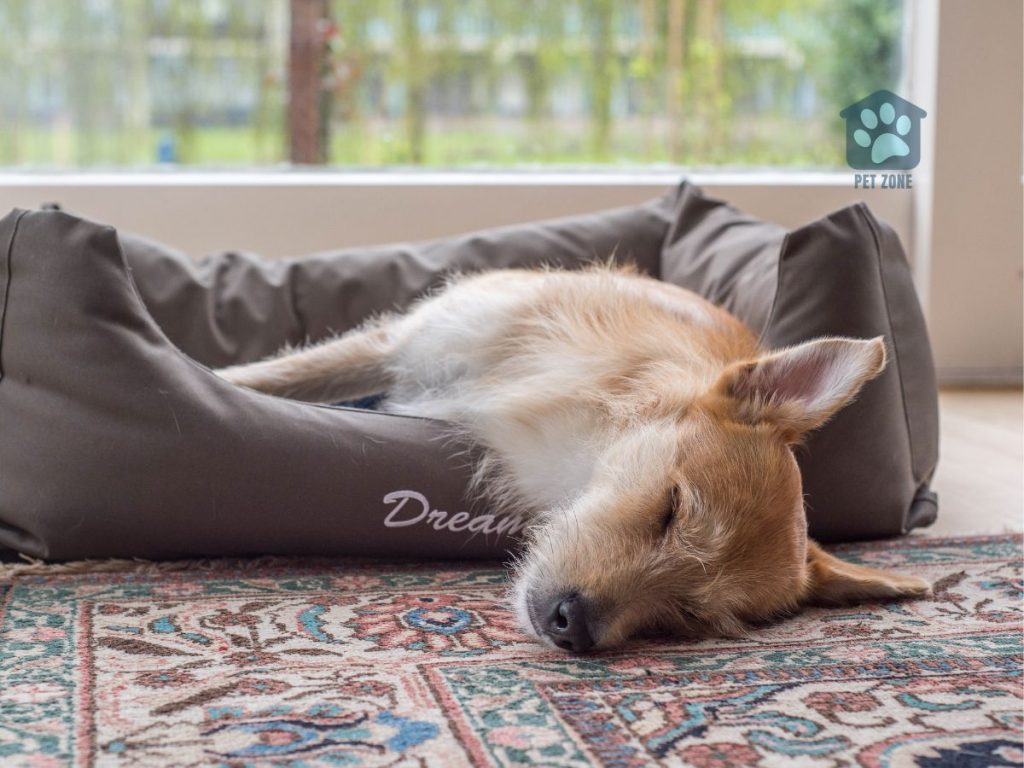 dog asleep in dog bed