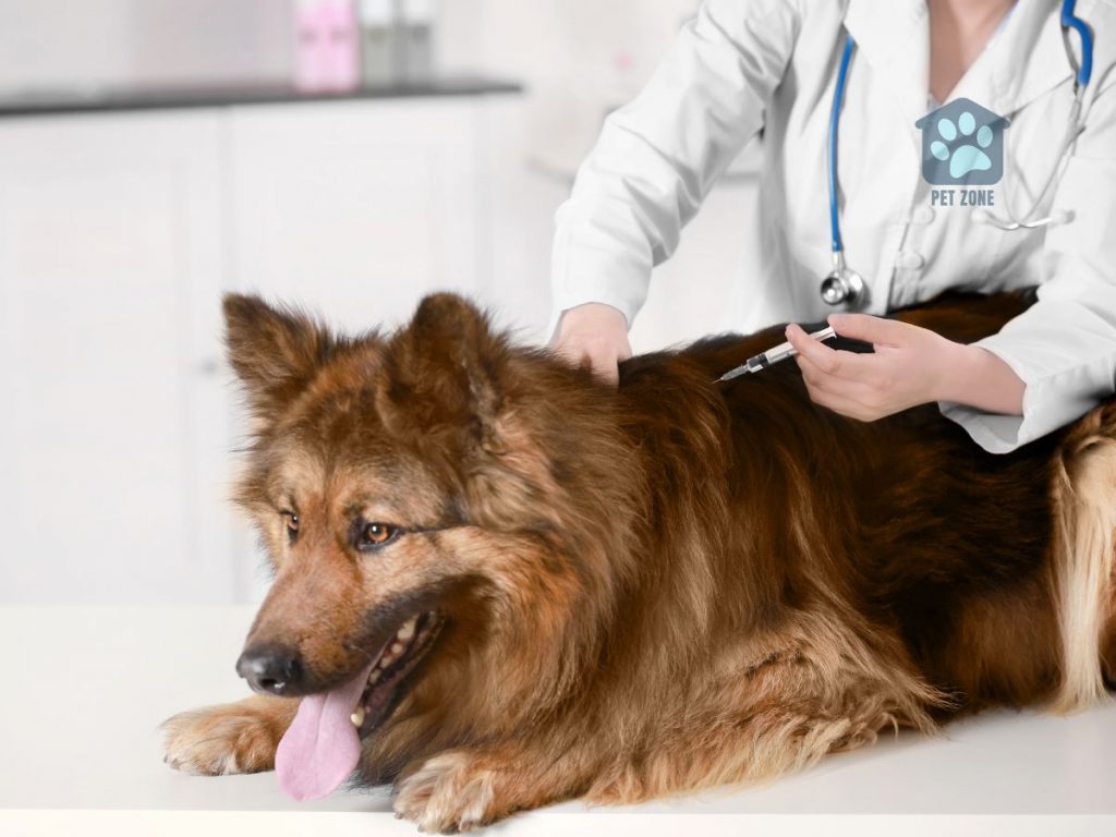 dog being vaccinated by vet