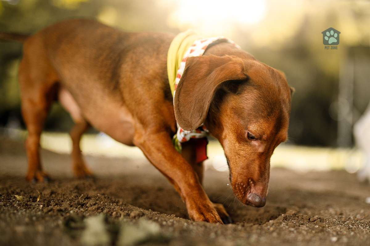 dog digging in the dirt