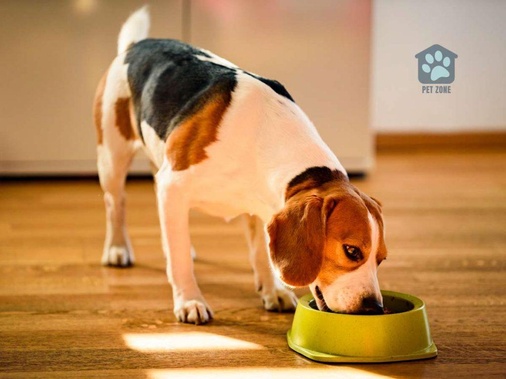 dog eating from bowl of food