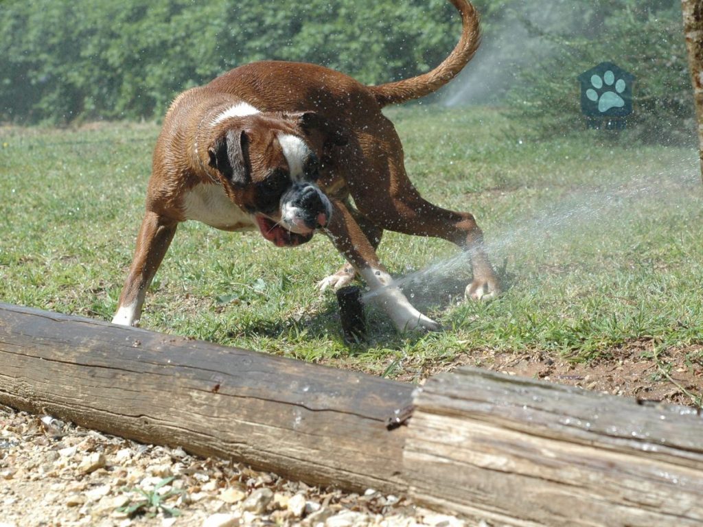 dog playing with sprinkler