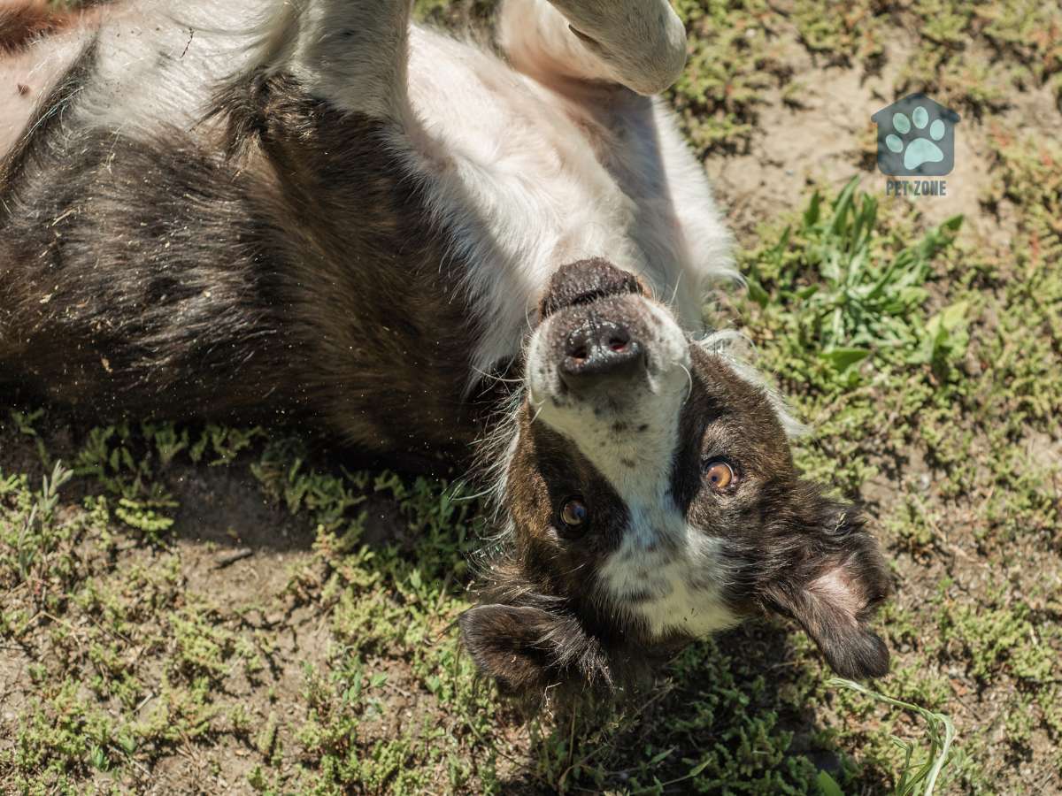 dog rolling on dirt and grass