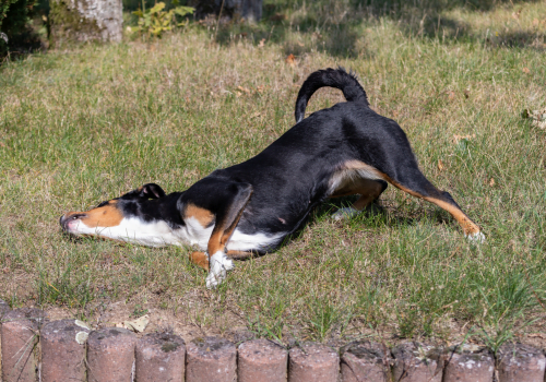 dog rolling on the grass