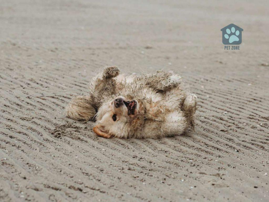 dog rolling on sand