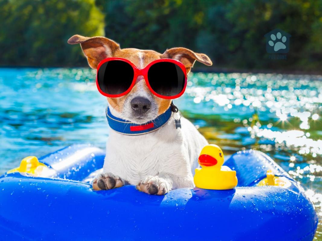 dog with sunglasses on raft