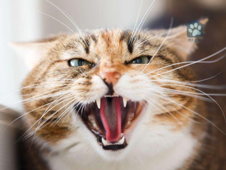 10 Tips on How to Get an Aggressive Cat Into a Carrier