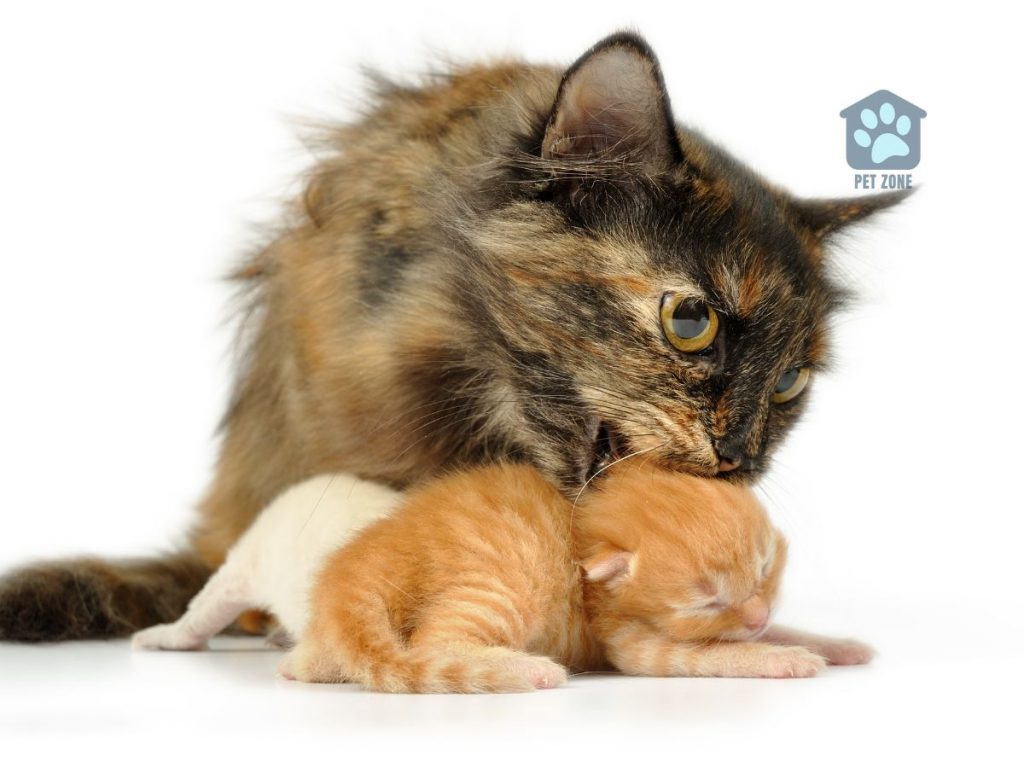 mother cat picking up kitten