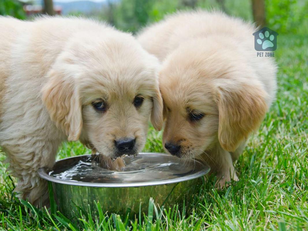 puppies drinking from water dish