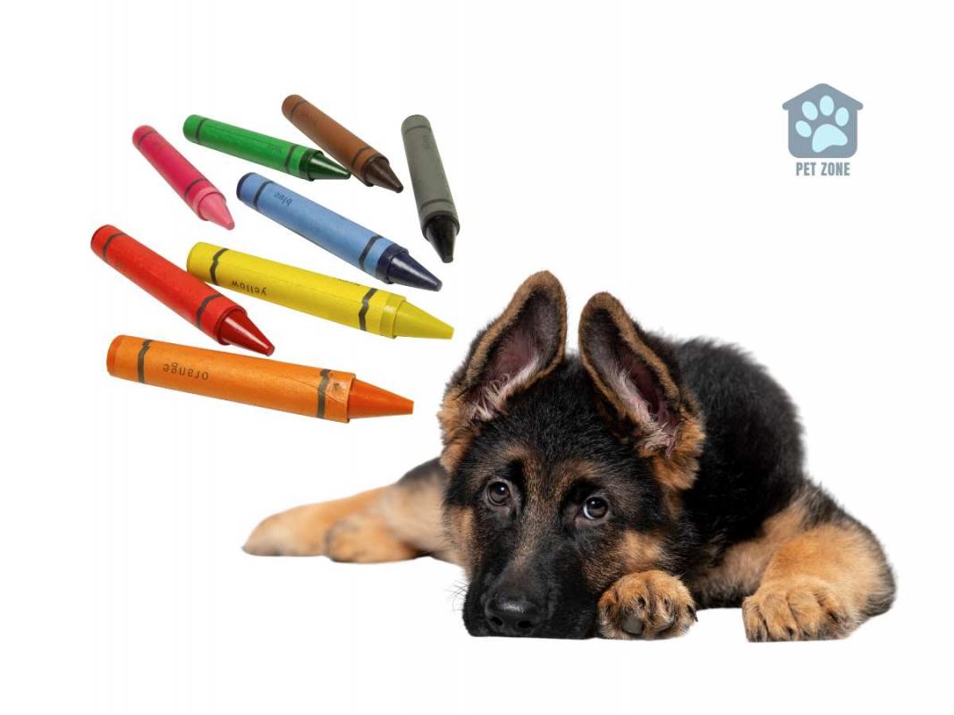 puppy and crayons