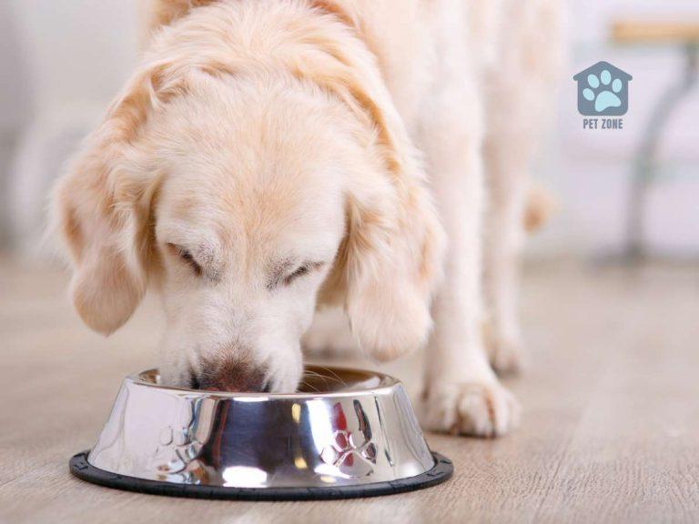 Why Does My Dog Shake After Eating?