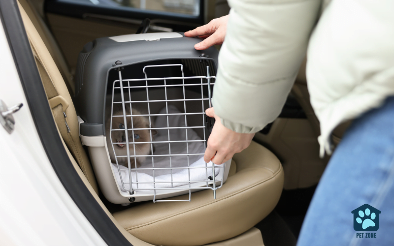 woman putting her cat with carrier in the back seat of her car