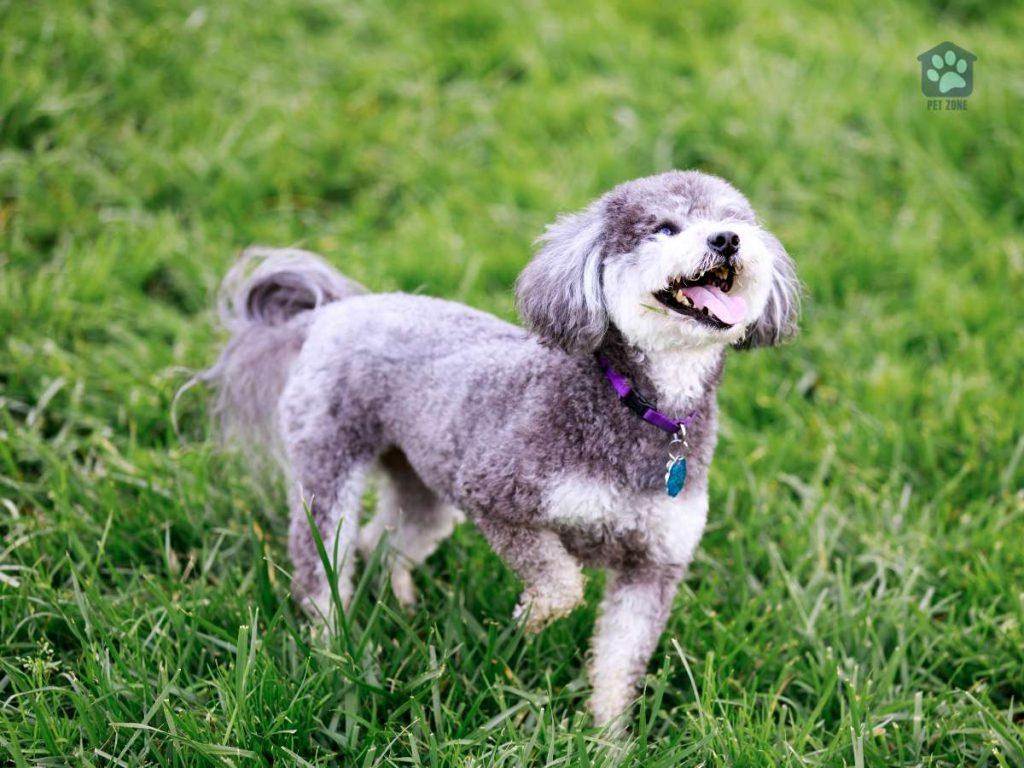 schnoodle playing on the grass