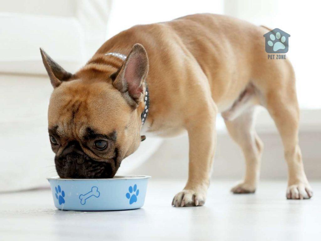 small dog eating from blue bowl
