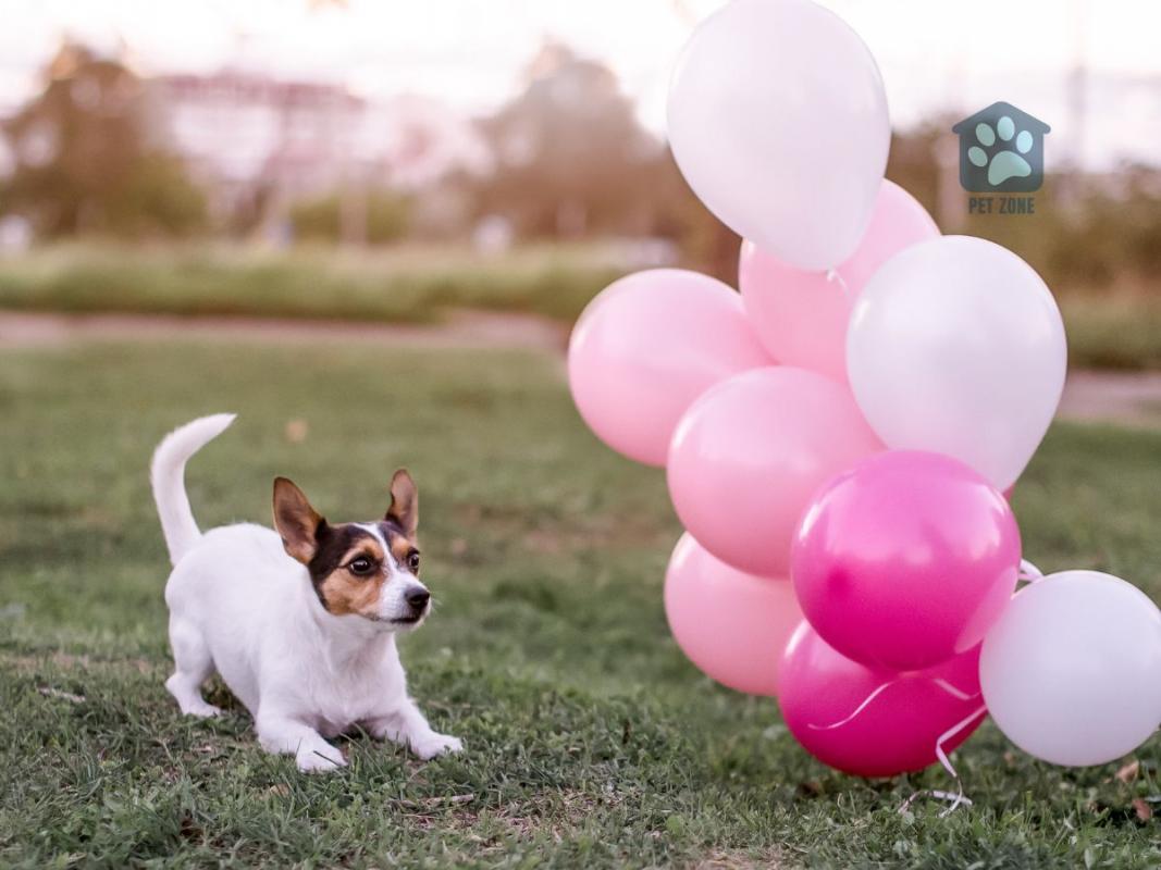 small dog afraid of balloons outside