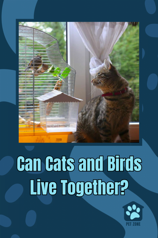 Can Cats and Birds Live Together?