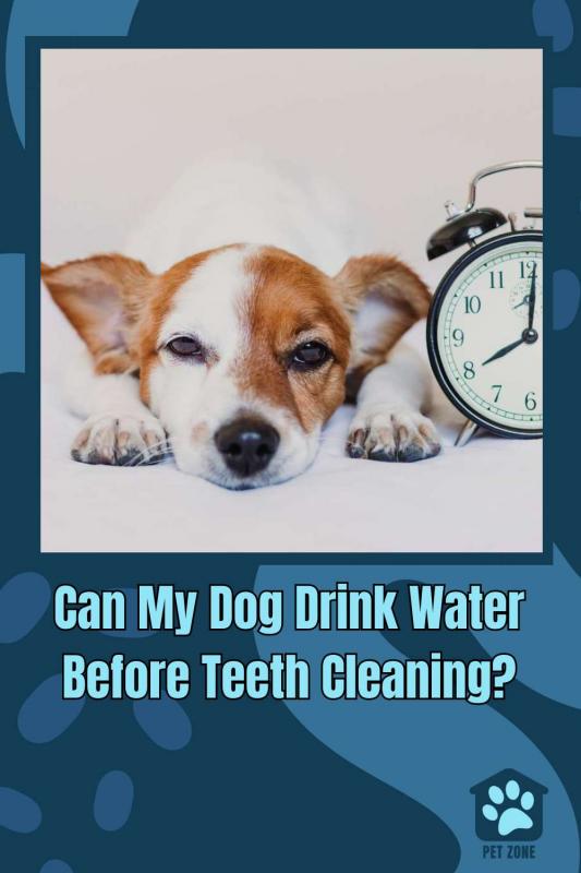 Can My Dog Drink Water Before Teeth Cleaning?