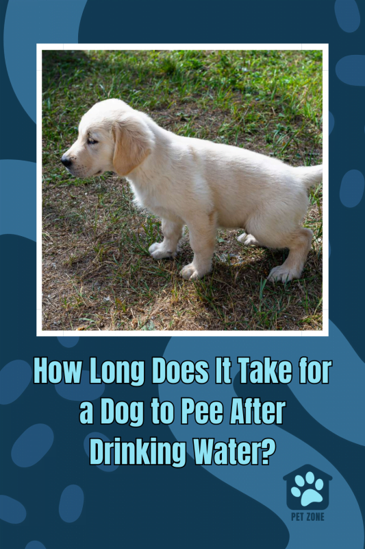 How Long Does It Take for a Dog to Pee After Drinking Water?