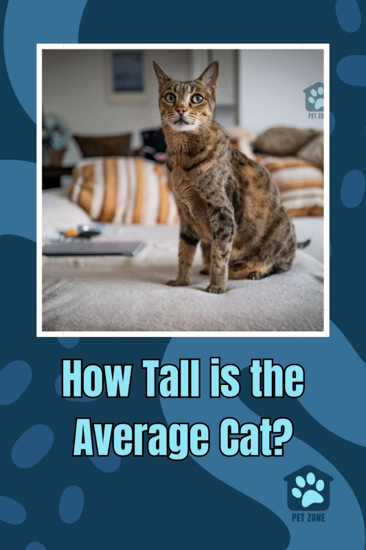 How Tall is the Average Cat?