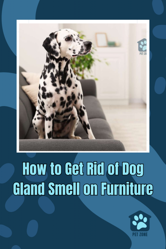 How to Get Rid of Dog Gland Smell on Furniture
