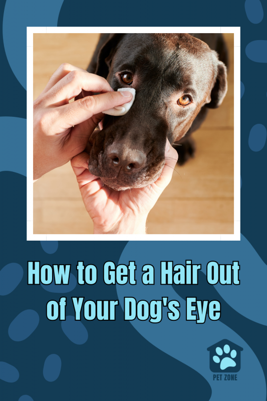How to Get a Hair Out of Your Dog\'s Eye