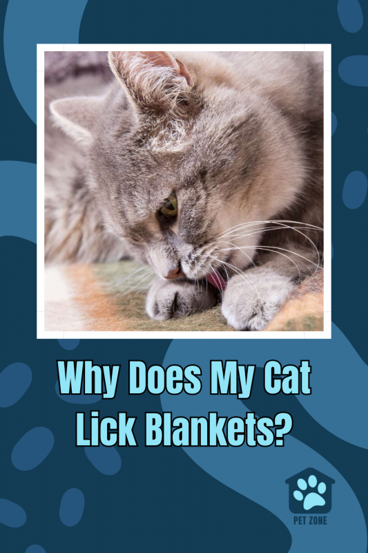 Why Does My Cat Lick Blankets?