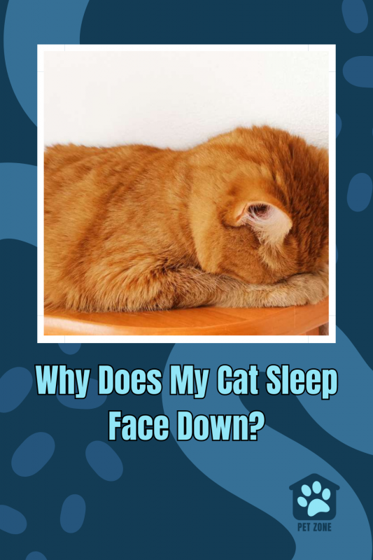 Why Does My Cat Sleep Face Down?