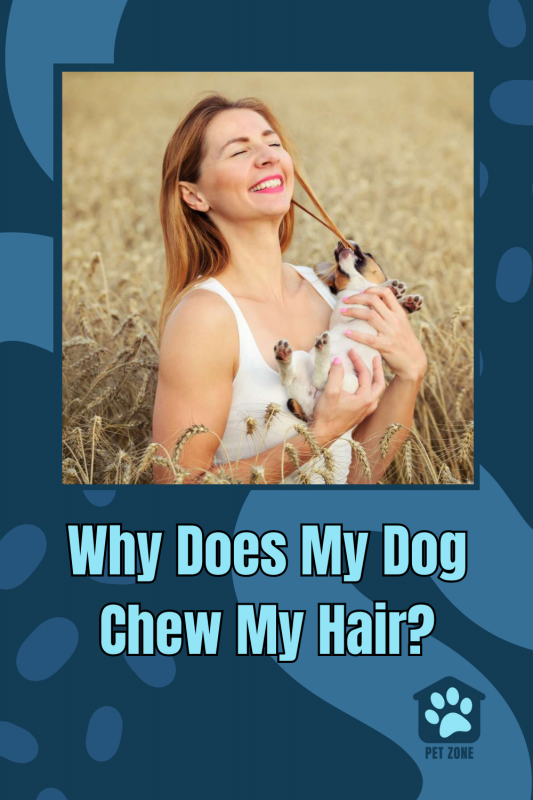 Why Does My Dog Chew My Hair?