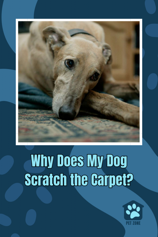 Why Does My Dog Scratch the Carpet?