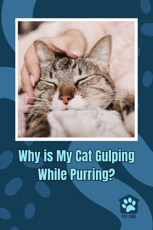 Why is My Cat Gulping While Purring?
