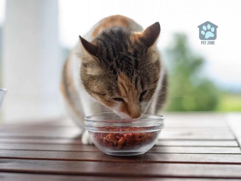 Why Do Cats Knock Over Their Food Bowl?