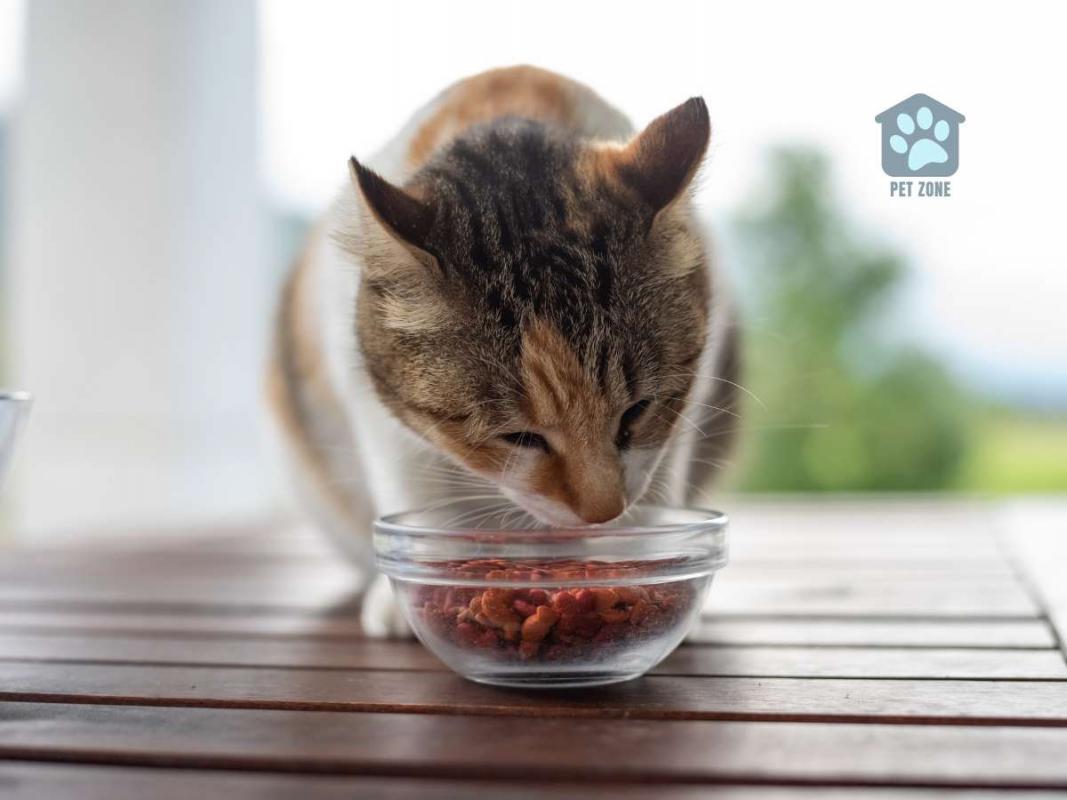 cat eating from narrow food bowl