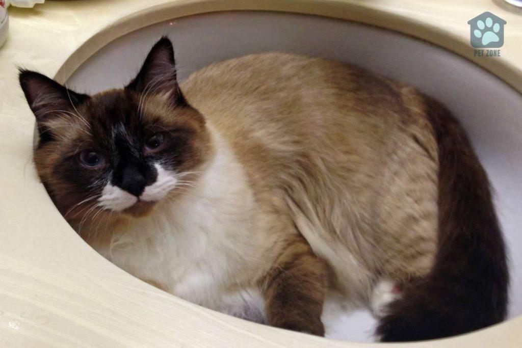 cat laying in sink